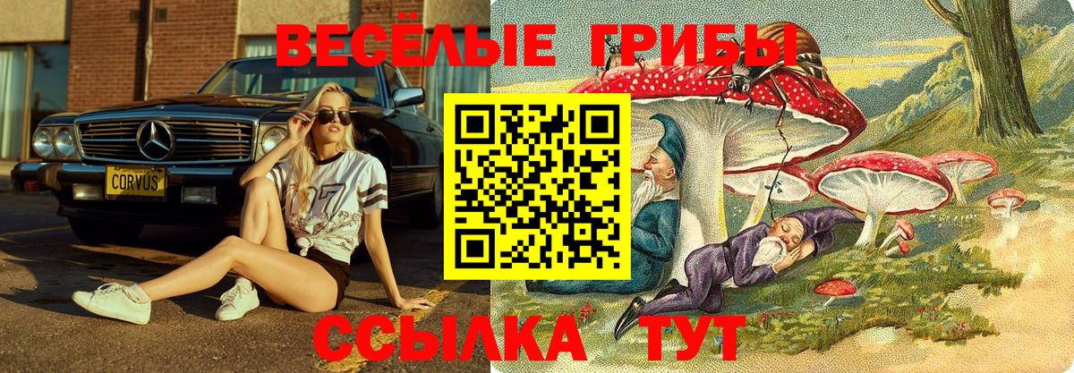 Тверь  Псилоцибиновые грибы прущие грибы  Вход с VPN  Галлюциногенные грибы Psilocybe 